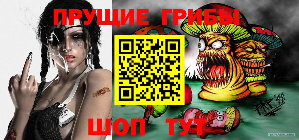 Псилоцибиновые грибы Psilocybine cubensis Тосно